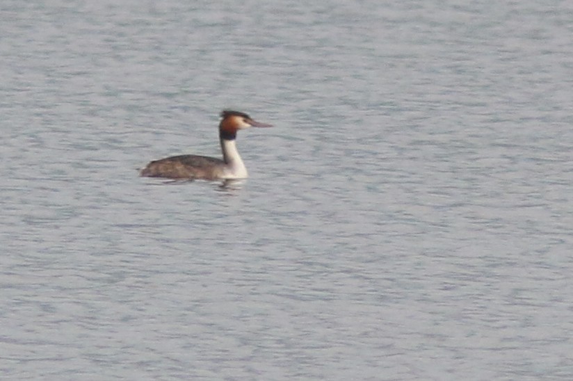 Great Crested Grebe - ML213141581