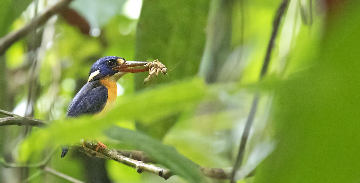 New Britain Dwarf-Kingfisher - Daniel López-Velasco | Ornis Birding Expeditions