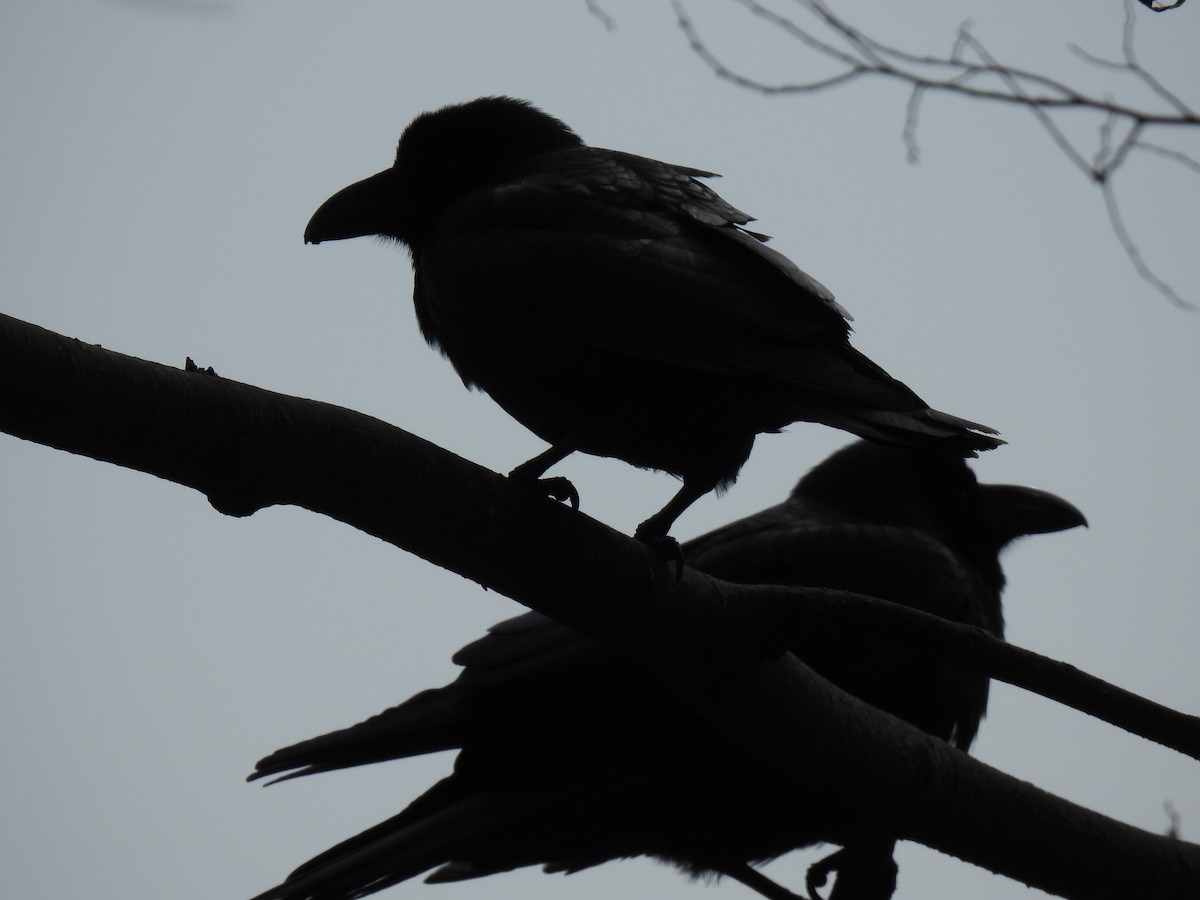 Large-billed Crow - ML213144611
