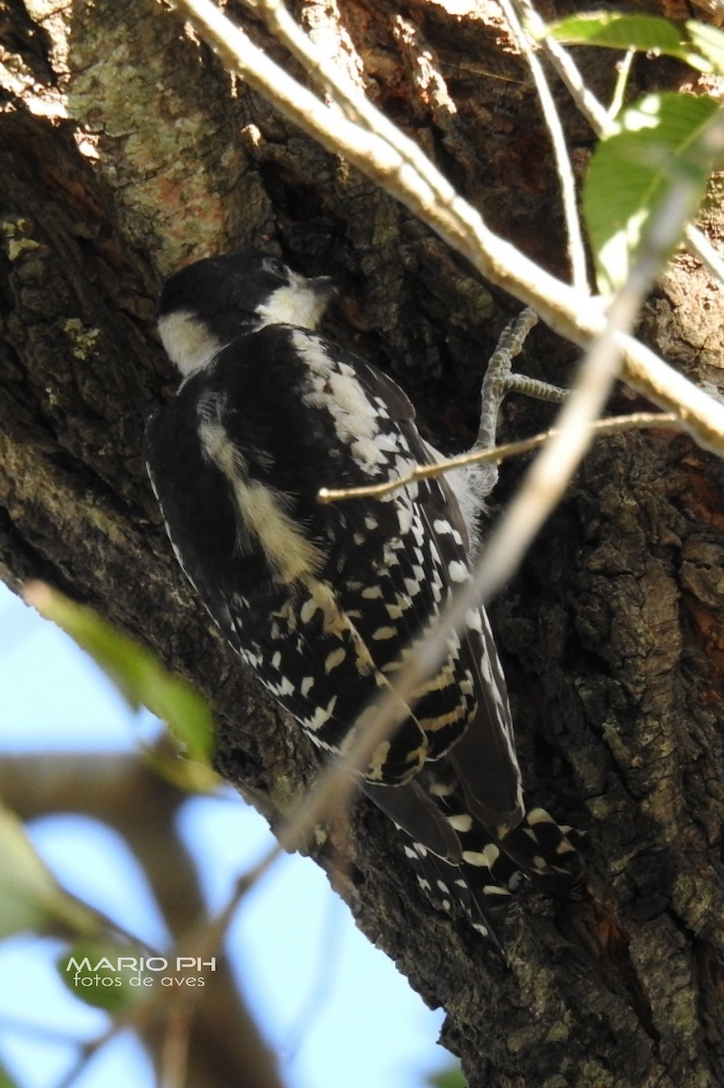 White-fronted Woodpecker - ML213145141