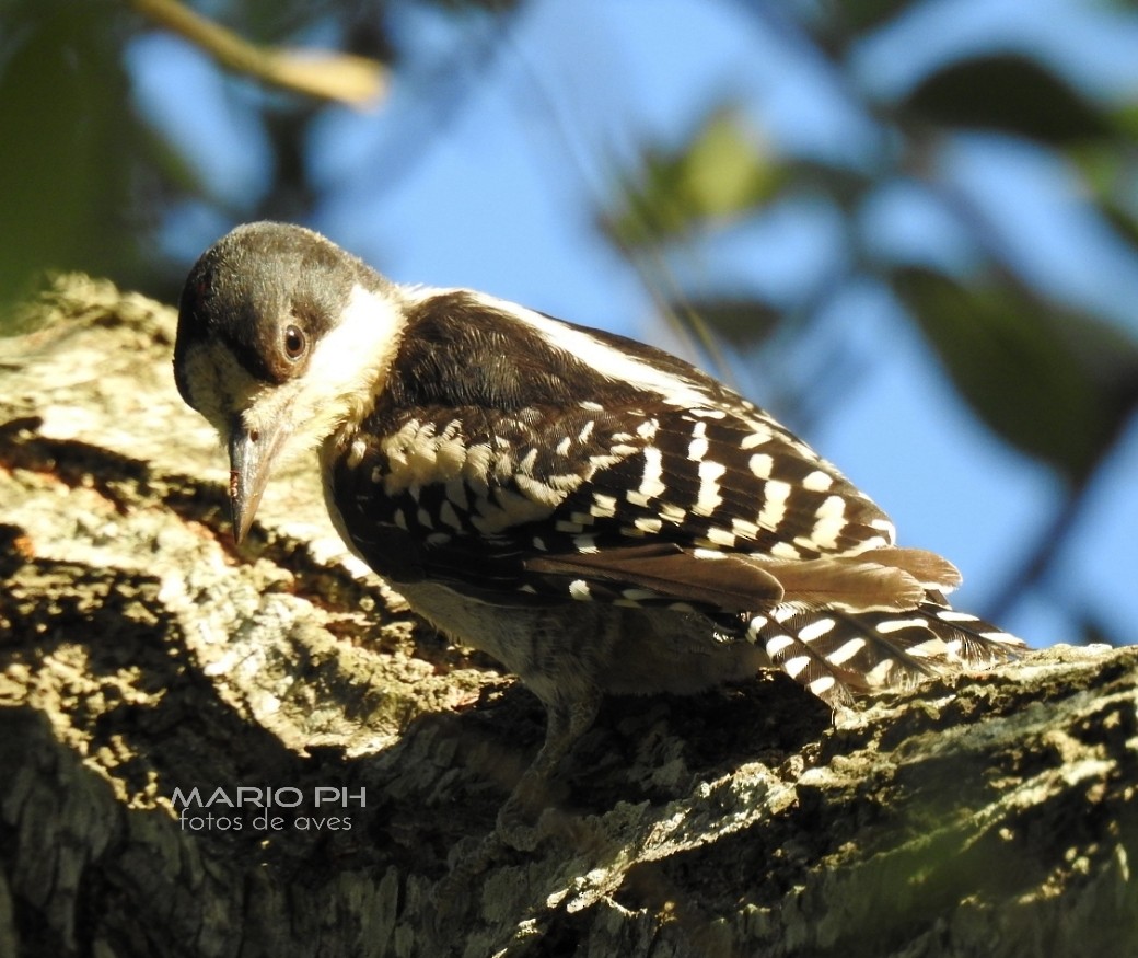 White-fronted Woodpecker - ML213145151