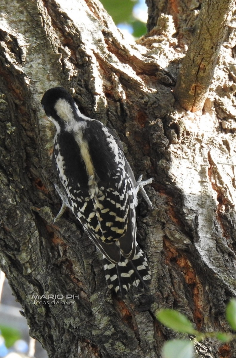 White-fronted Woodpecker - ML213145181