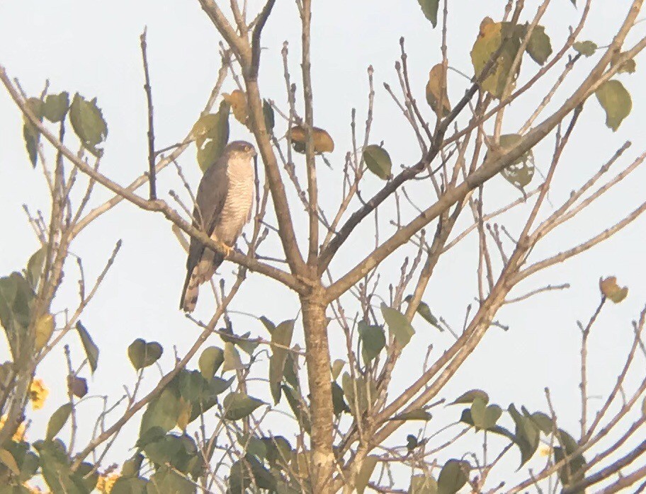 Eurasian Sparrowhawk - Ramit Singal