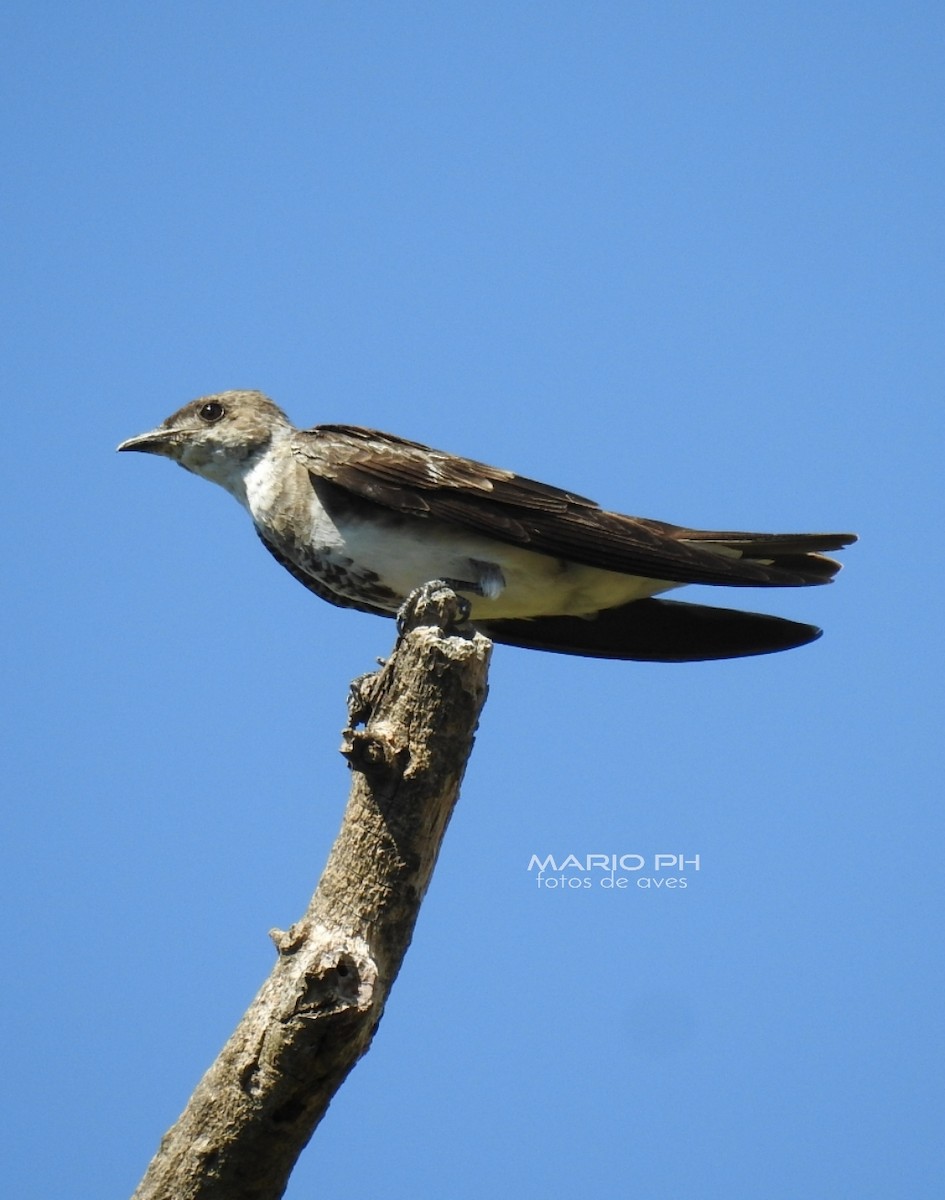 Brown-chested Martin - ML213145371