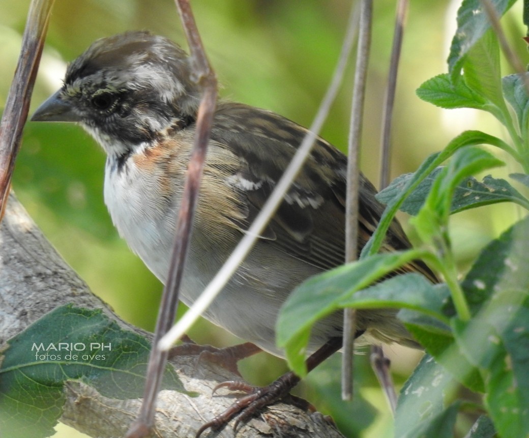 Rufous-collared Sparrow - Mario Casadei