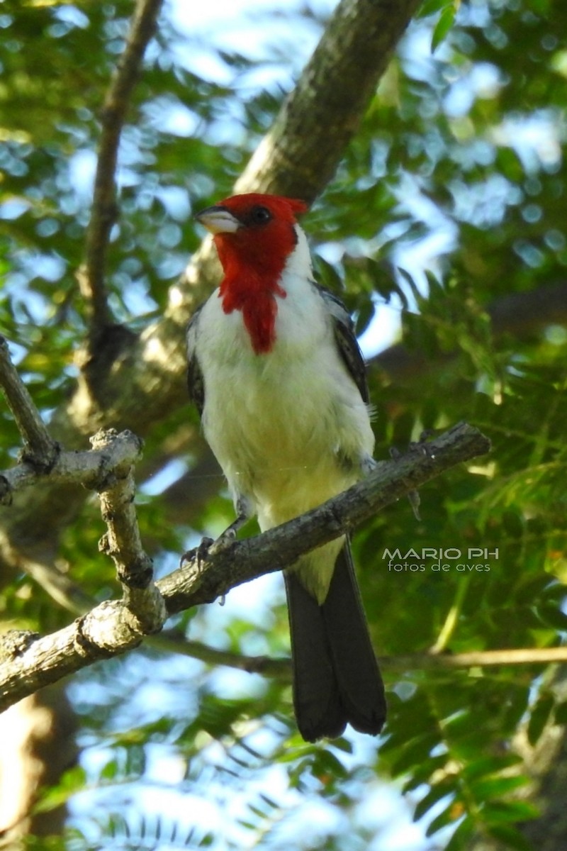 Red-crested Cardinal - ML213145431