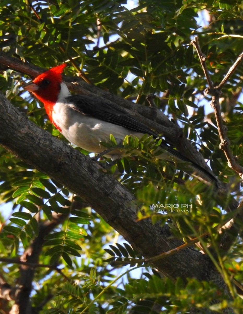 Red-crested Cardinal - ML213145451