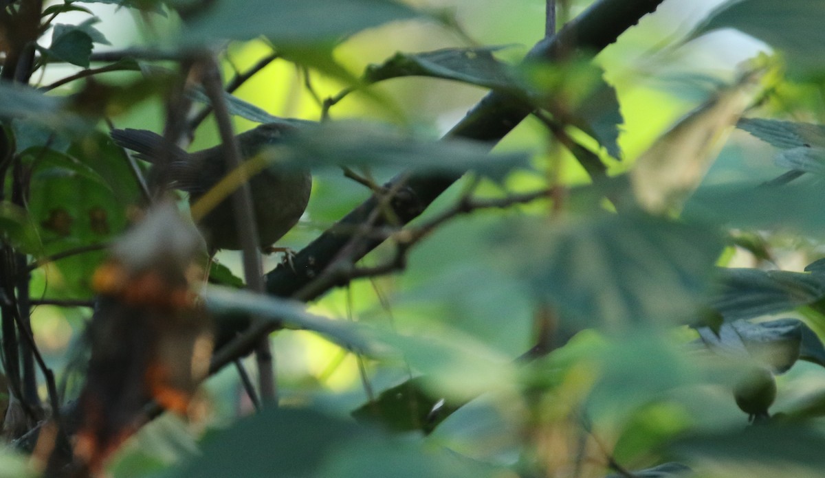 Brownish-flanked Bush Warbler - Alex Berryman