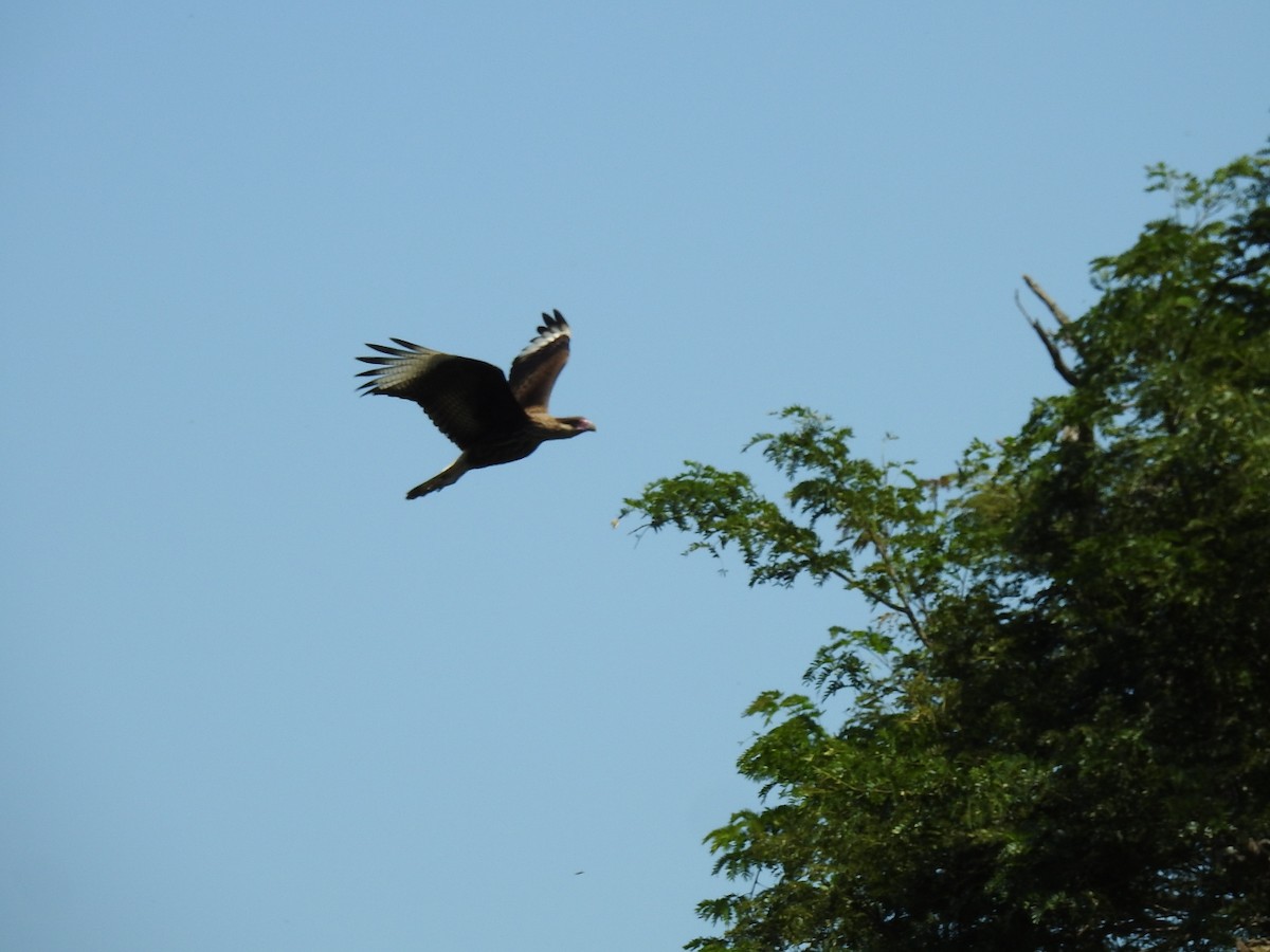 Crested Caracara (Southern) - ML213145701