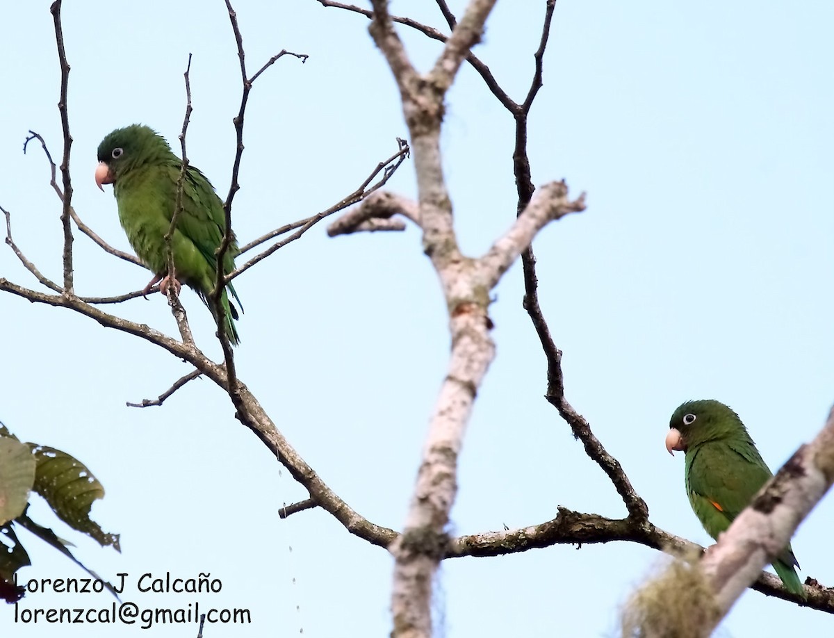 Golden-winged Parakeet - Lorenzo Calcaño