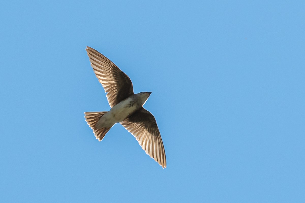 Brown-chested Martin - ML213147071