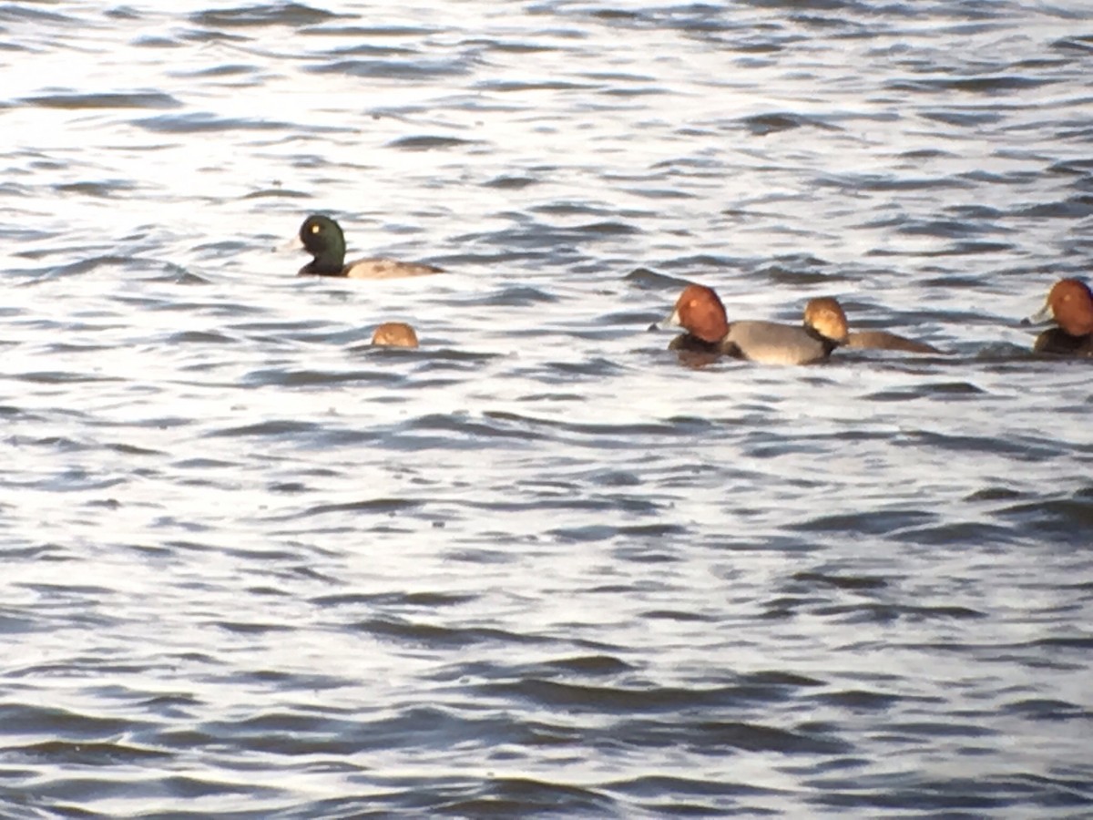 Greater Scaup - ML21314781