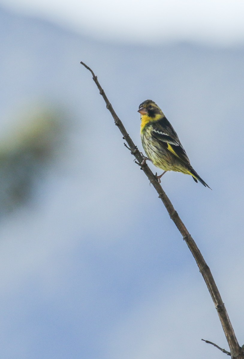 Yellow-breasted Greenfinch - ML213147871