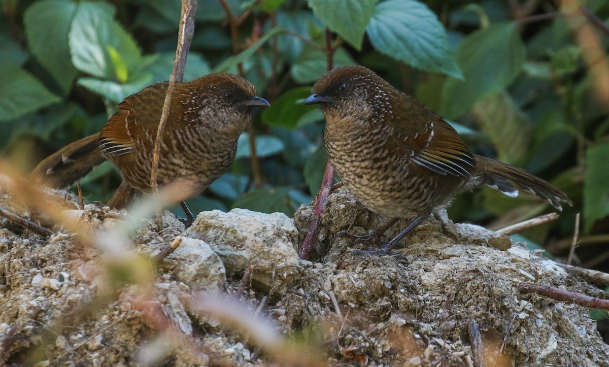 Brown-capped Laughingthrush - ML213148141