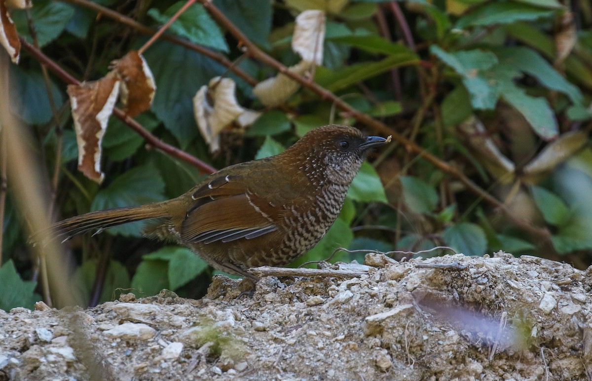 Brown-capped Laughingthrush - ML213148161