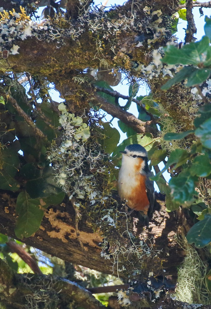 White-browed Nuthatch - ML213148311