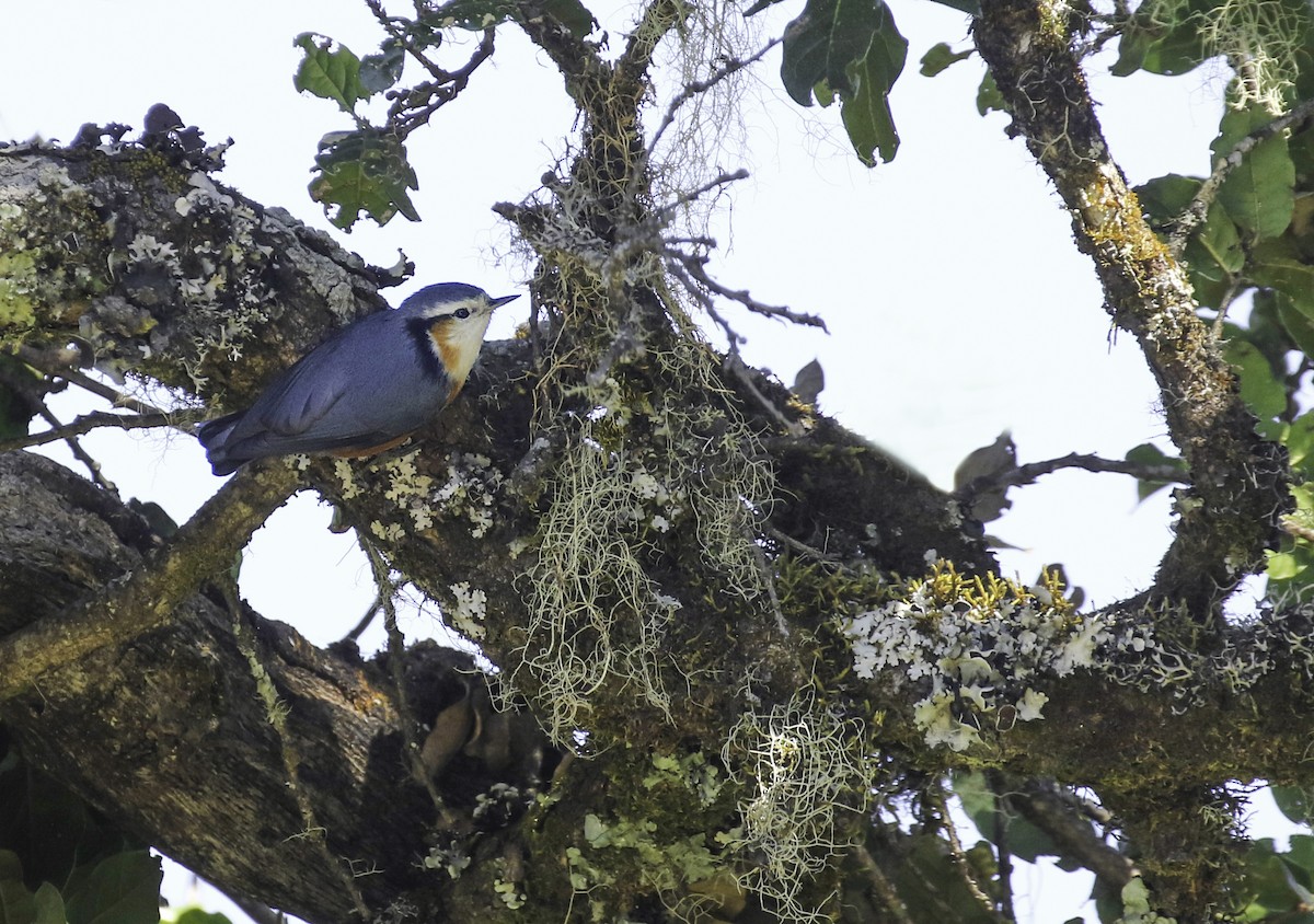 White-browed Nuthatch - ML213148331