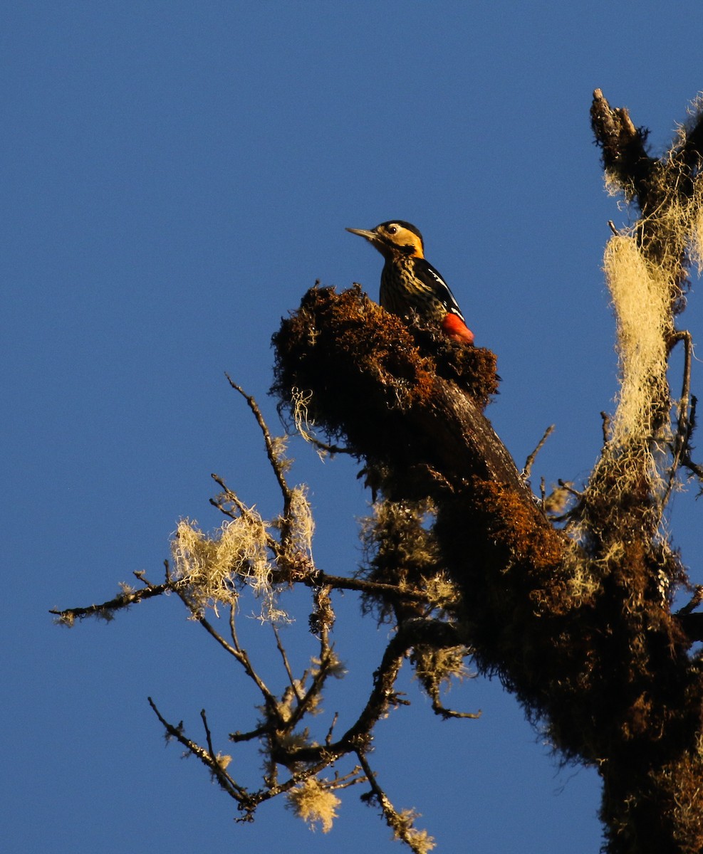 Darjeeling Woodpecker - Alex Berryman