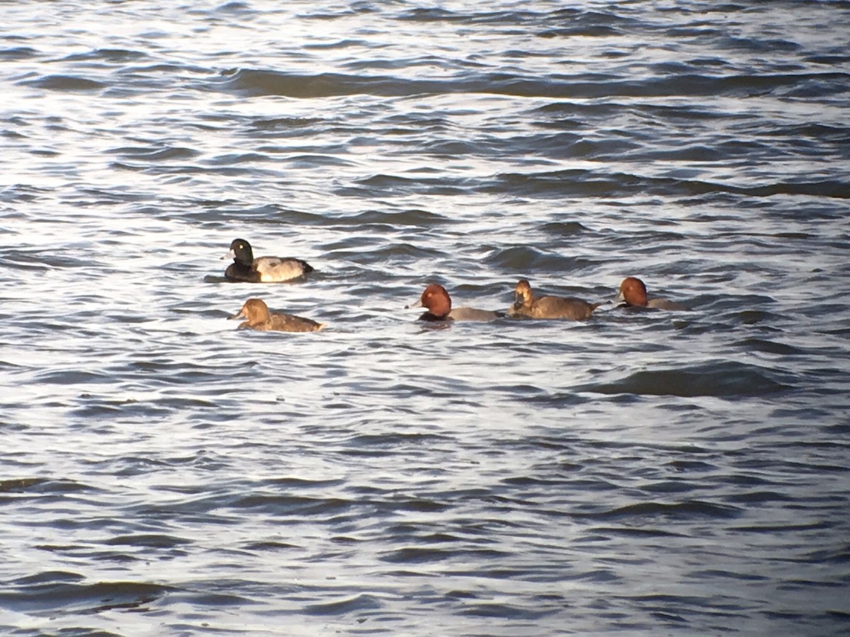 Greater Scaup - ML21314971
