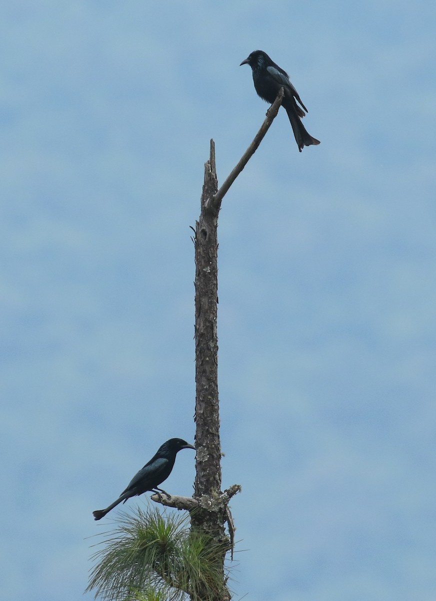 Hair-crested Drongo - ML213151441