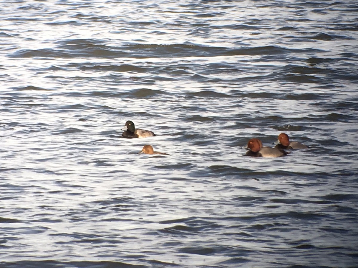 Greater Scaup - ML21315221