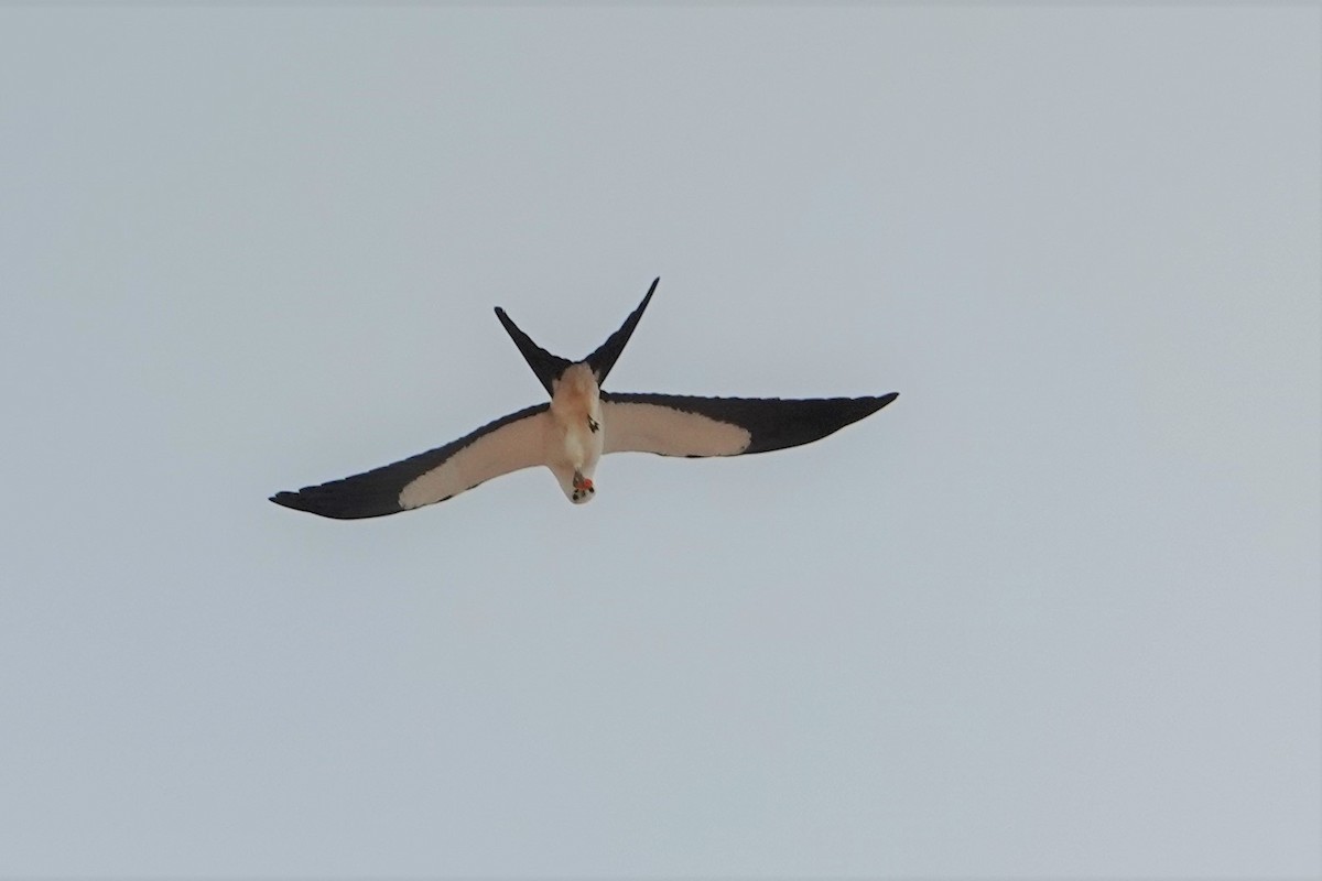 Swallow-tailed Kite - Daniel Winzeler