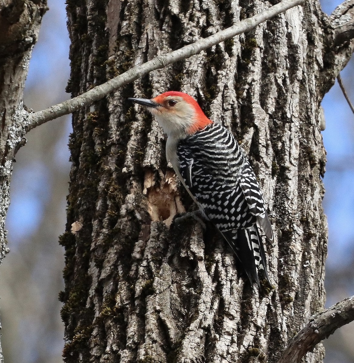 Red-bellied Woodpecker - Adam Morrill