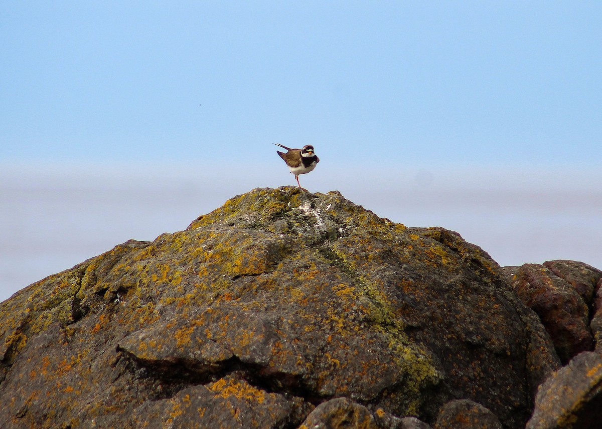 Common Ringed Plover - Patrick Marr