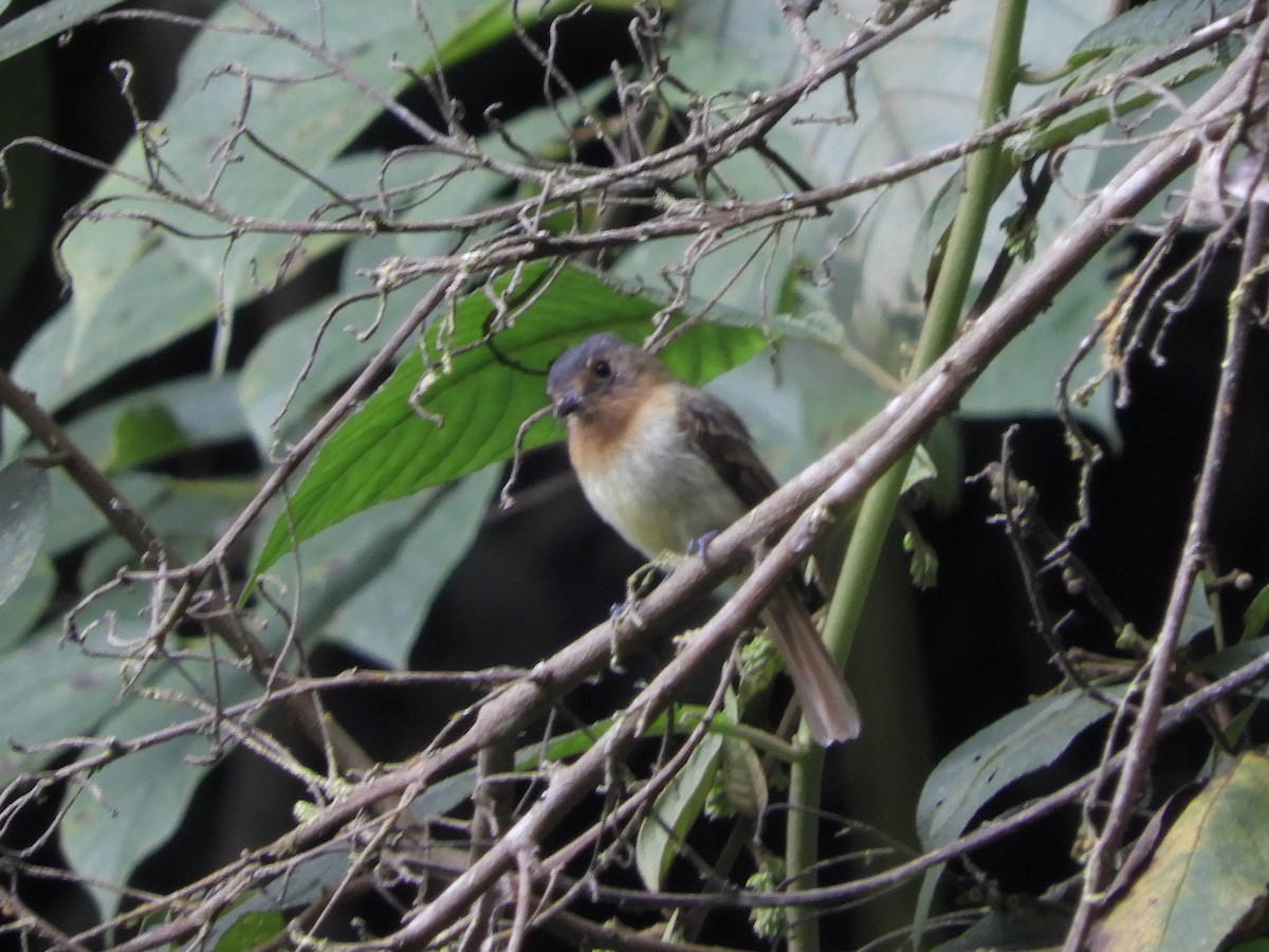 Rufous-breasted Flycatcher - ML213158731