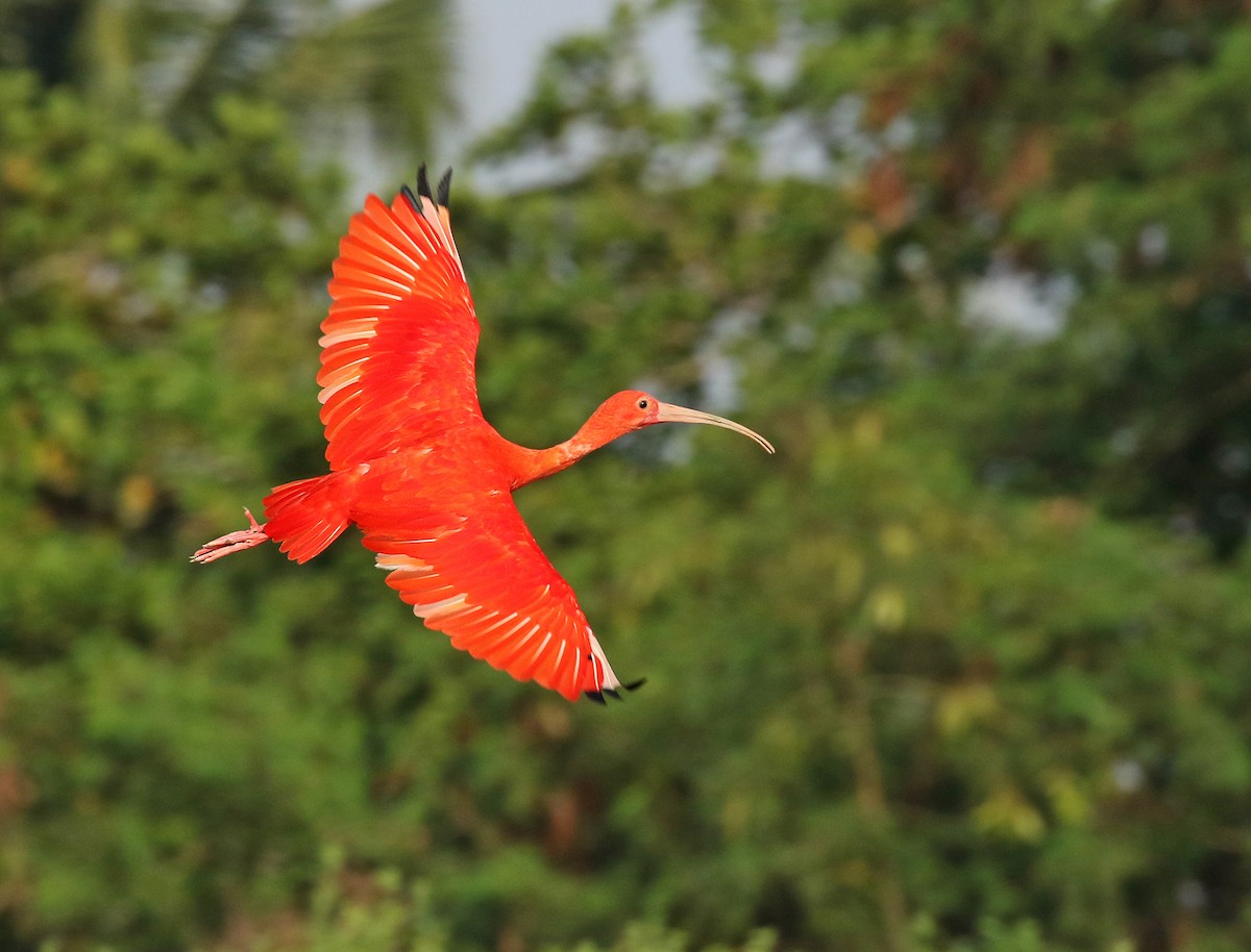 Scarlet Ibis - Dave Bakewell