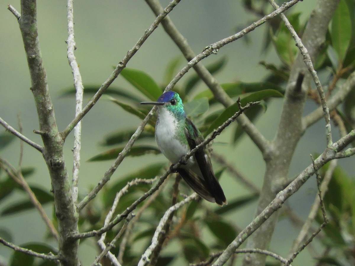 Andean Emerald - Paul Suchanek