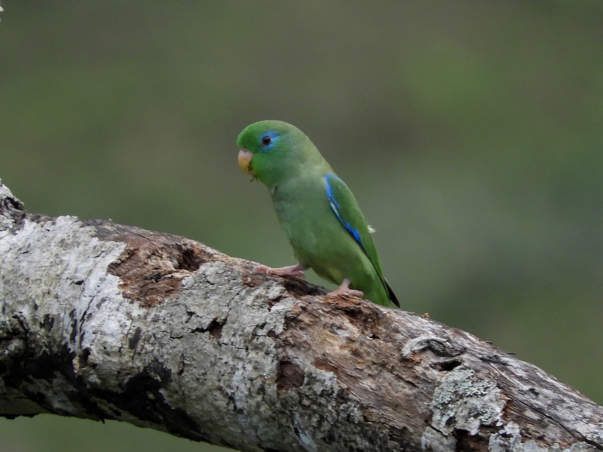 Spectacled Parrotlet - ML213166401