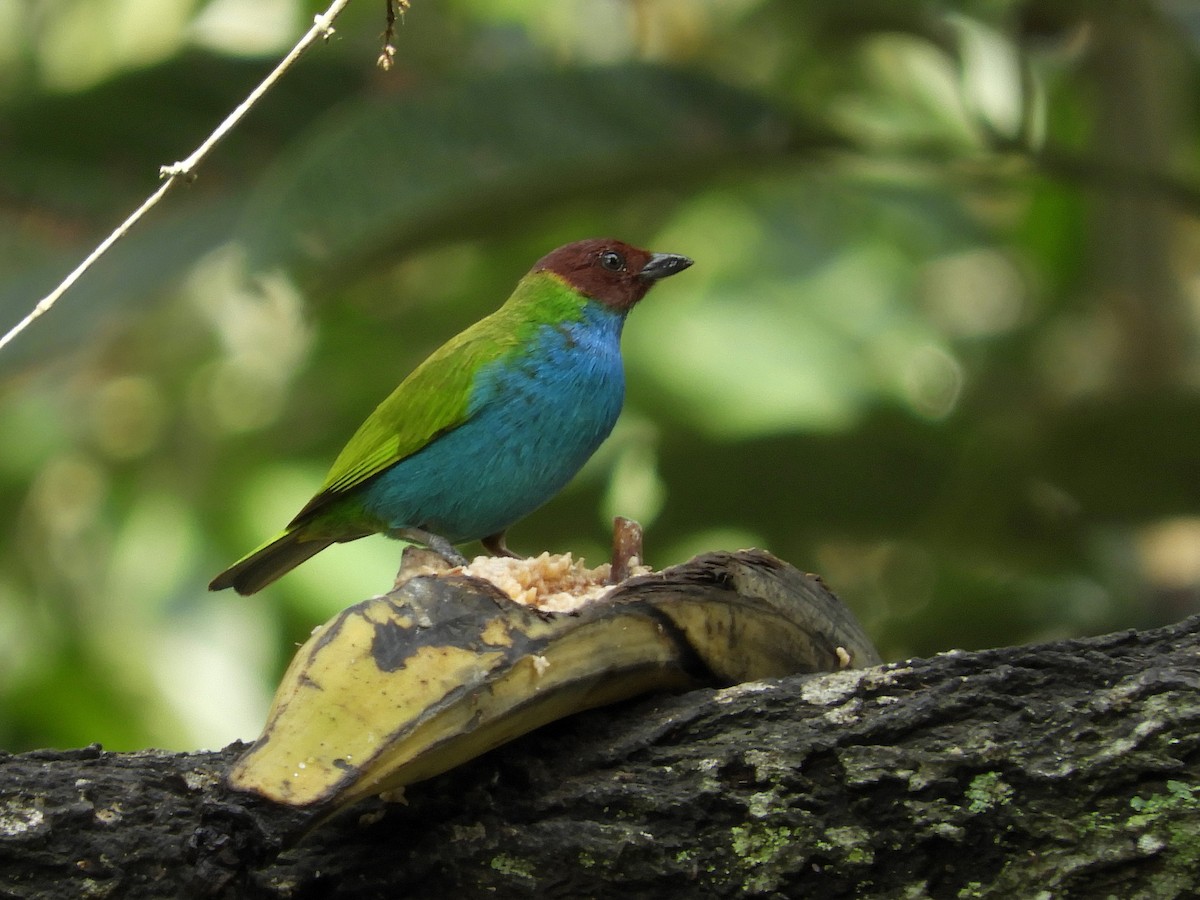 Bay-headed Tanager - ML213167851