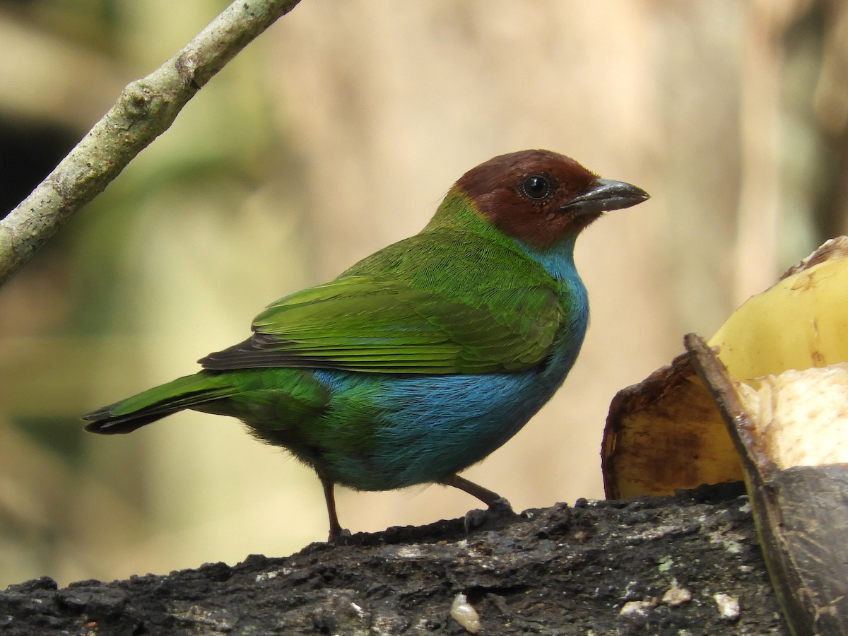 Bay-headed Tanager - ML213167861