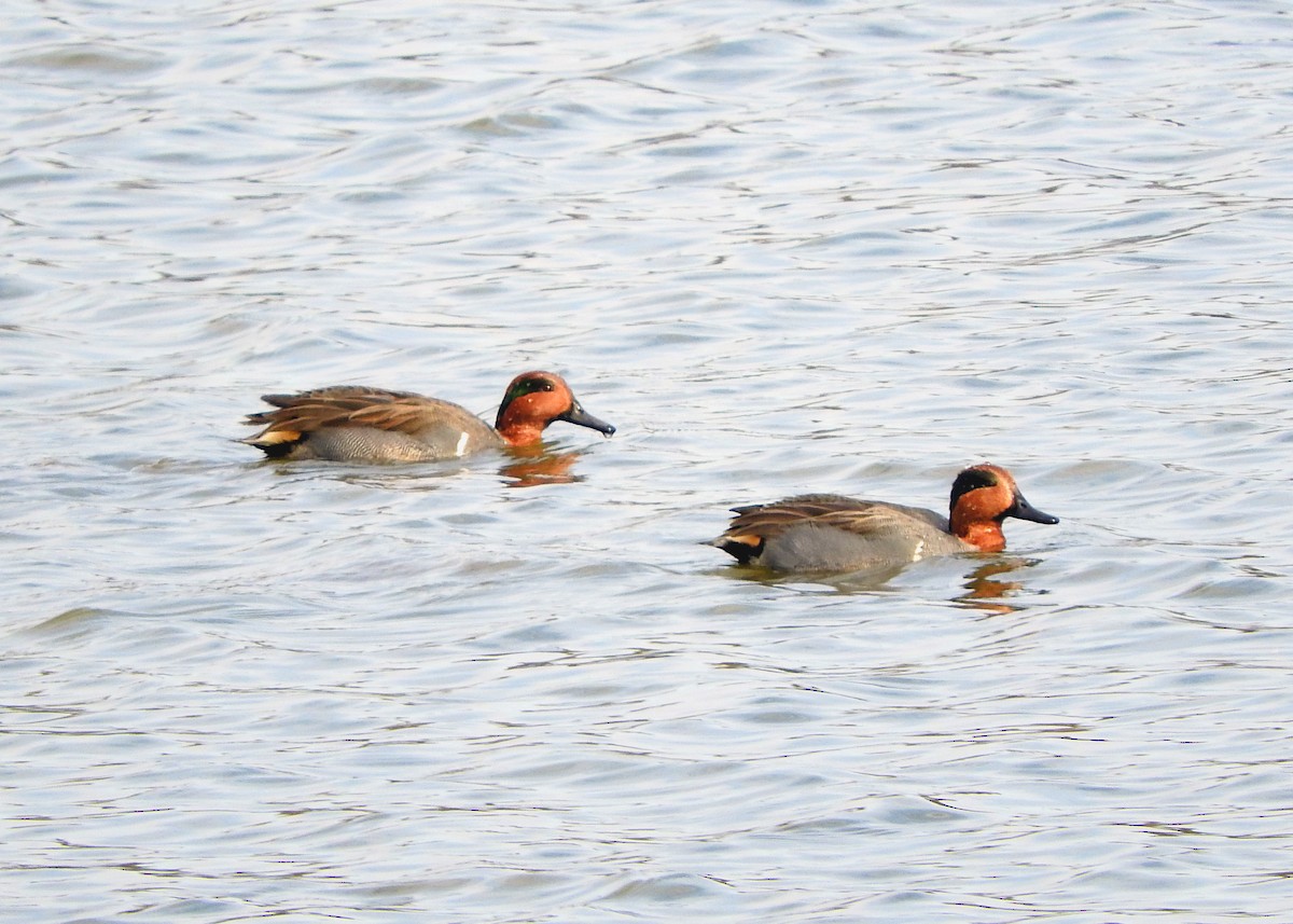 Green-winged Teal - ML21316801