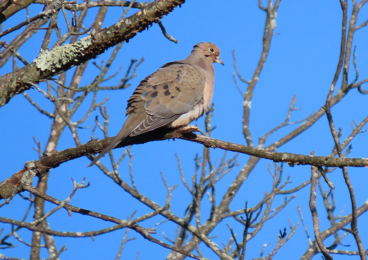 Mourning Dove - Anne Mytych