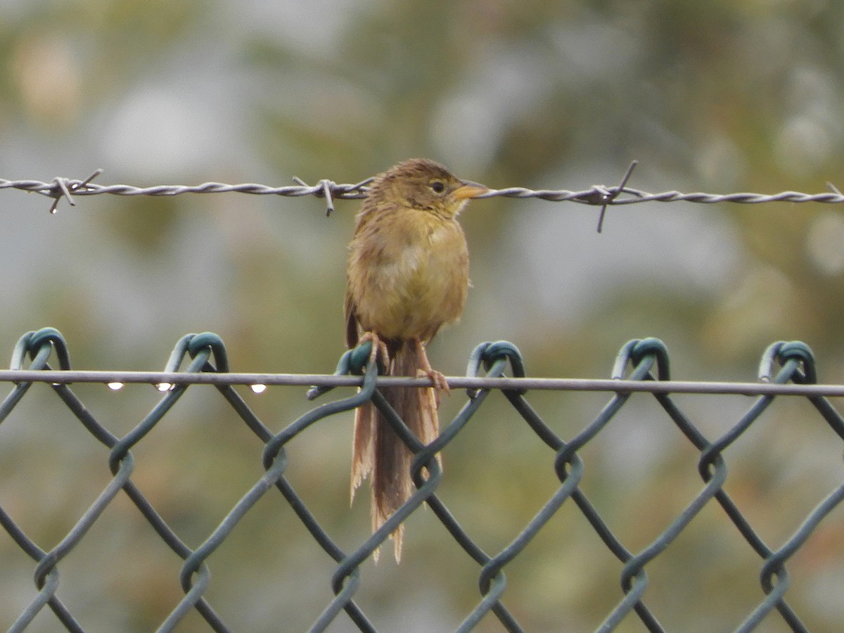 Wedge-tailed Grass-Finch - ML213170901