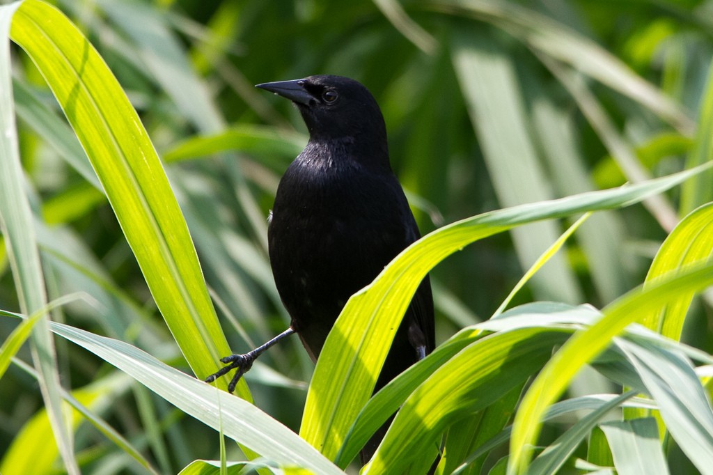 Unicolored Blackbird - ML213177141