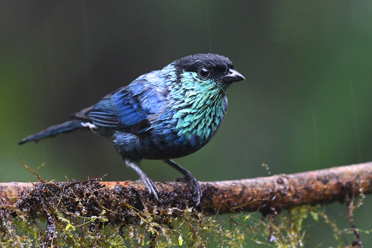 Black-capped Tanager - David M. Bell