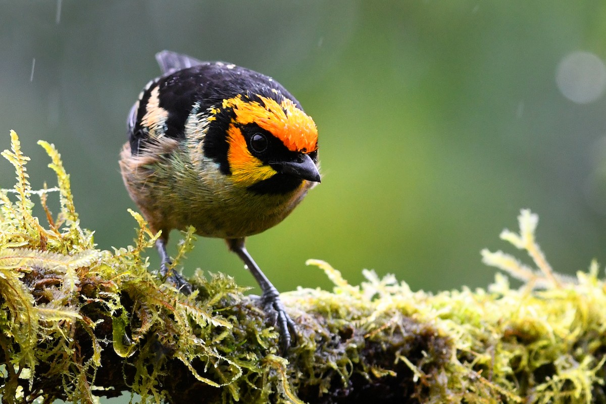 Flame-faced Tanager - ML213182031