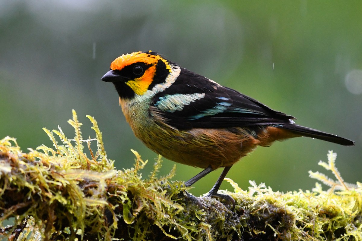Flame-faced Tanager - ML213182071