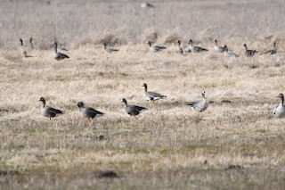 Greater White-fronted Goose, ML213182141