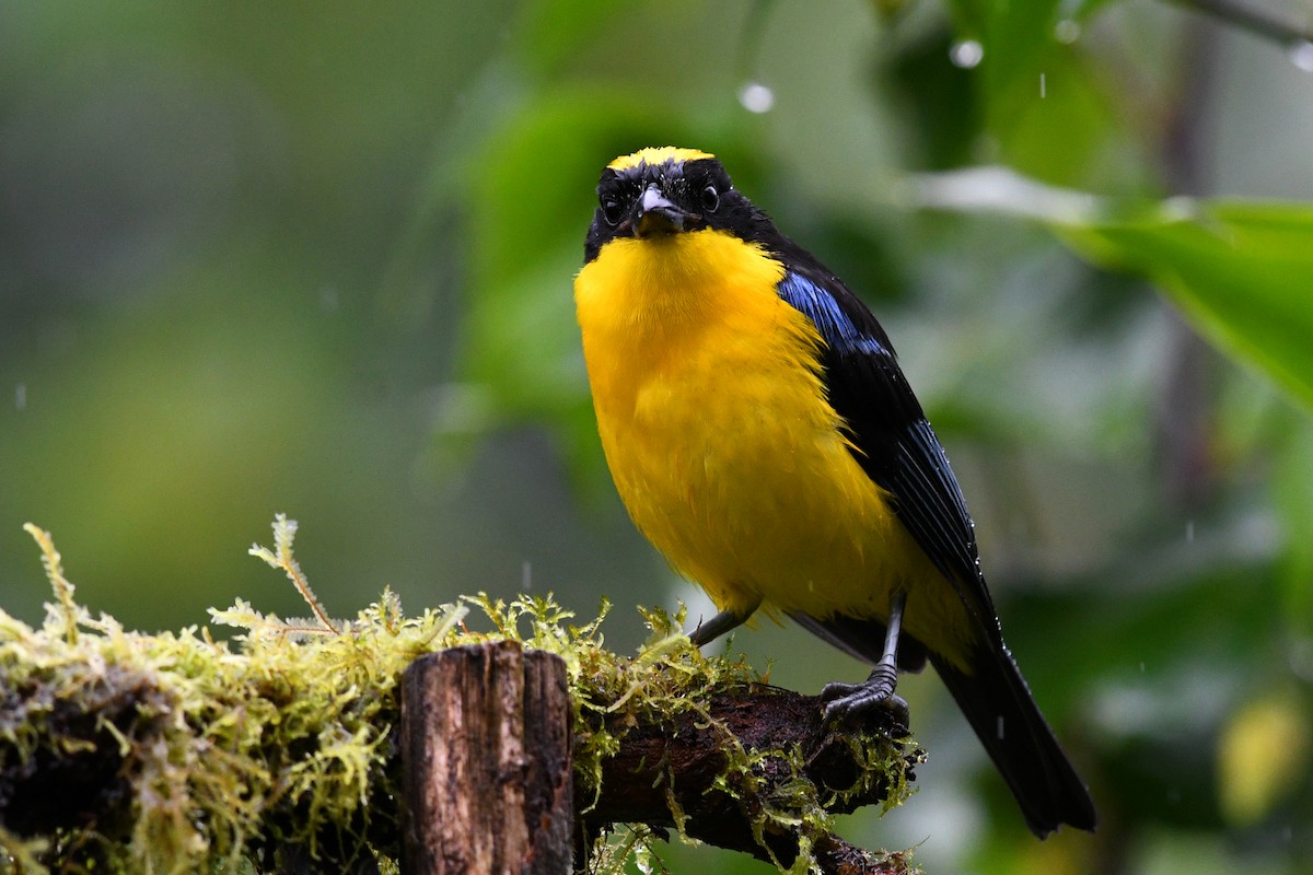 Blue-winged Mountain Tanager - David M. Bell