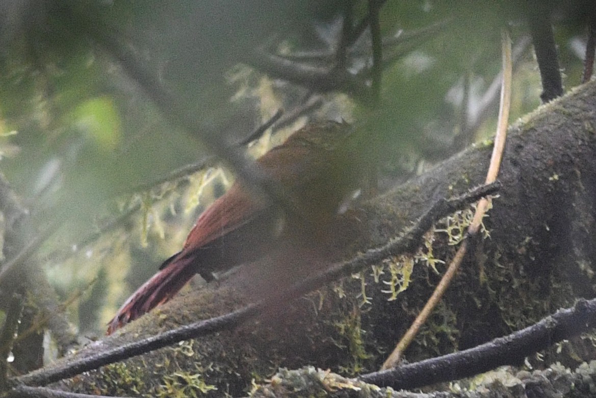 Spotted Woodcreeper - David M. Bell