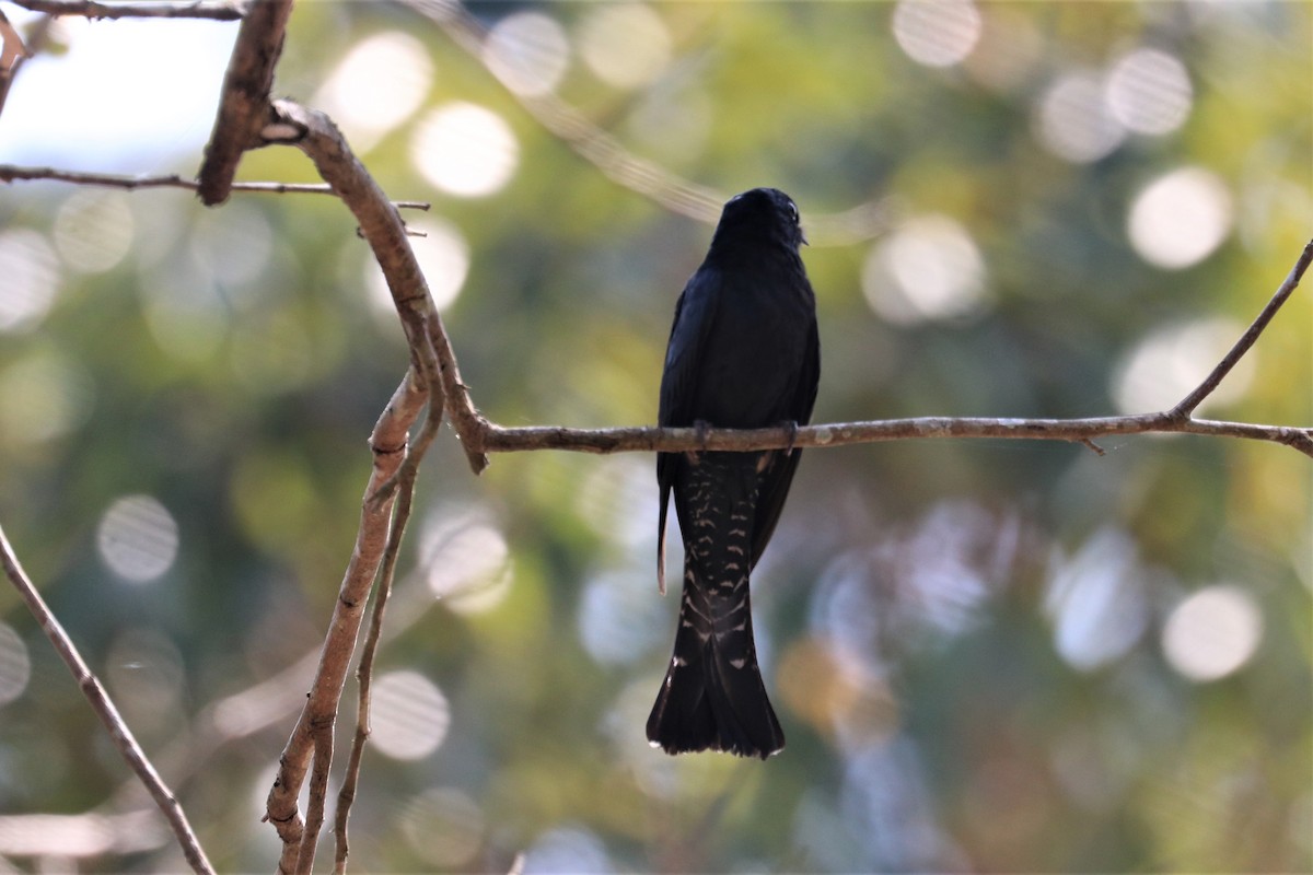 Square-tailed Drongo-Cuckoo - ML213184471