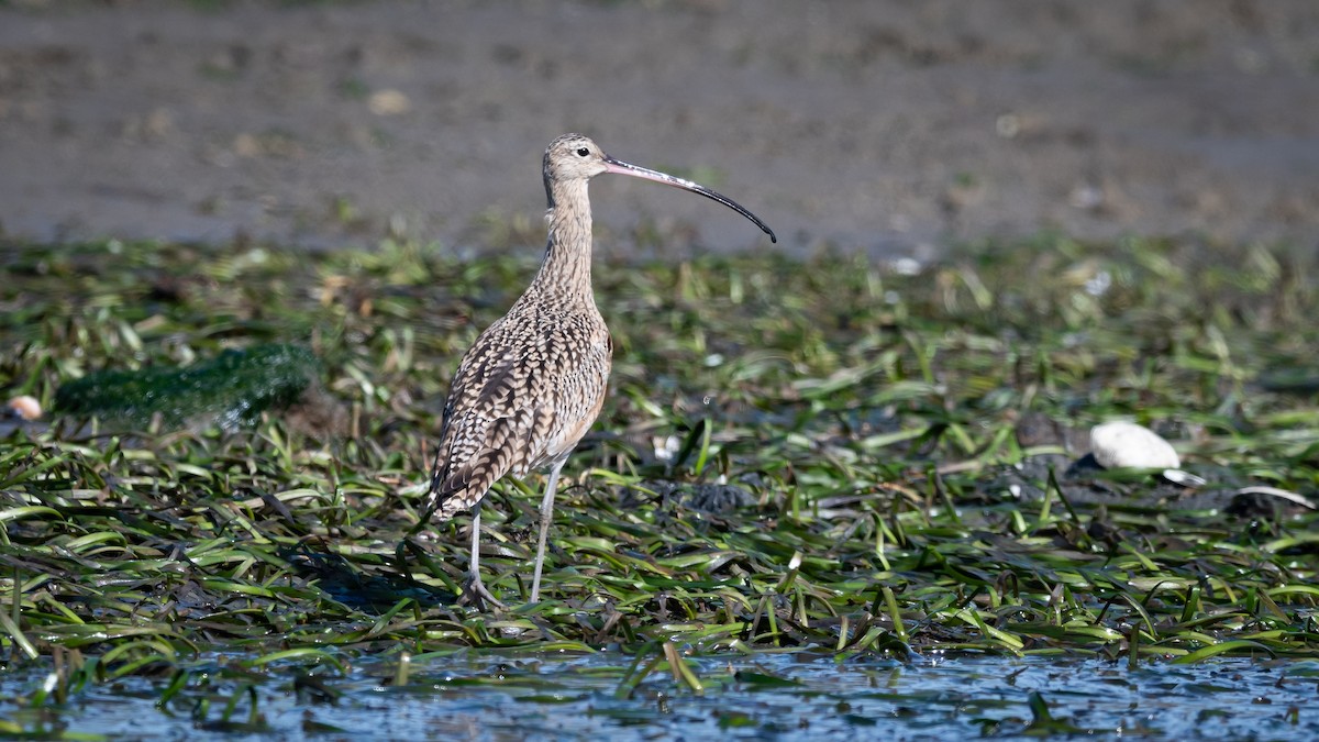 Long-billed Curlew - Mathurin Malby