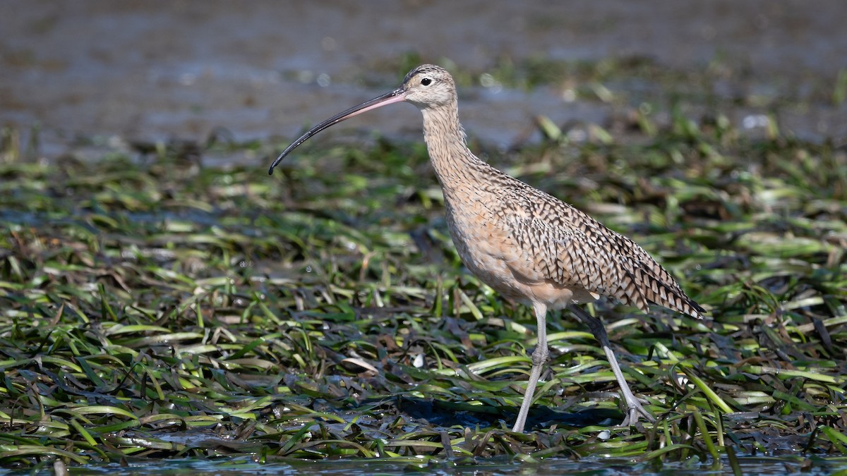 Long-billed Curlew - ML213184691
