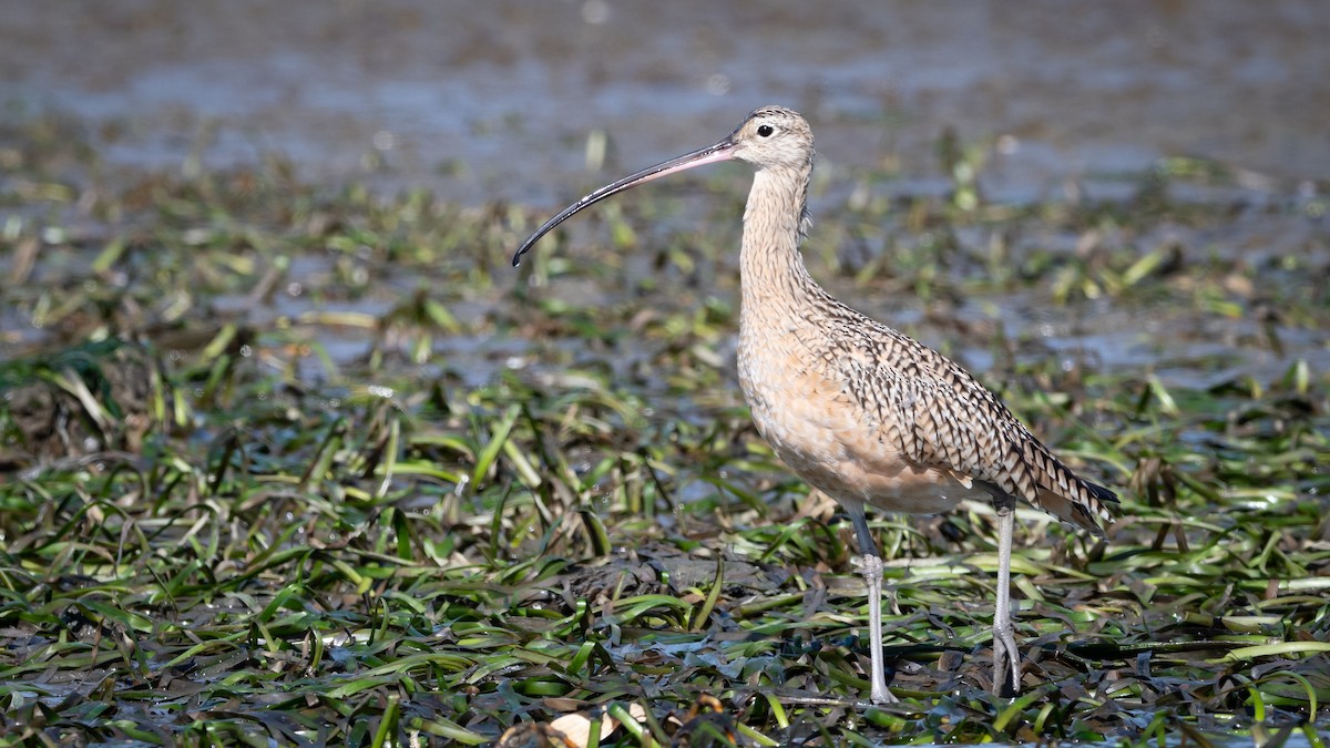 Long-billed Curlew - ML213184701