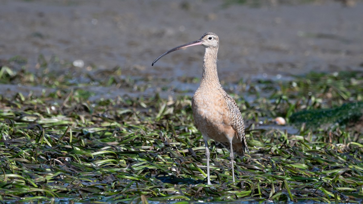 Long-billed Curlew - ML213184731
