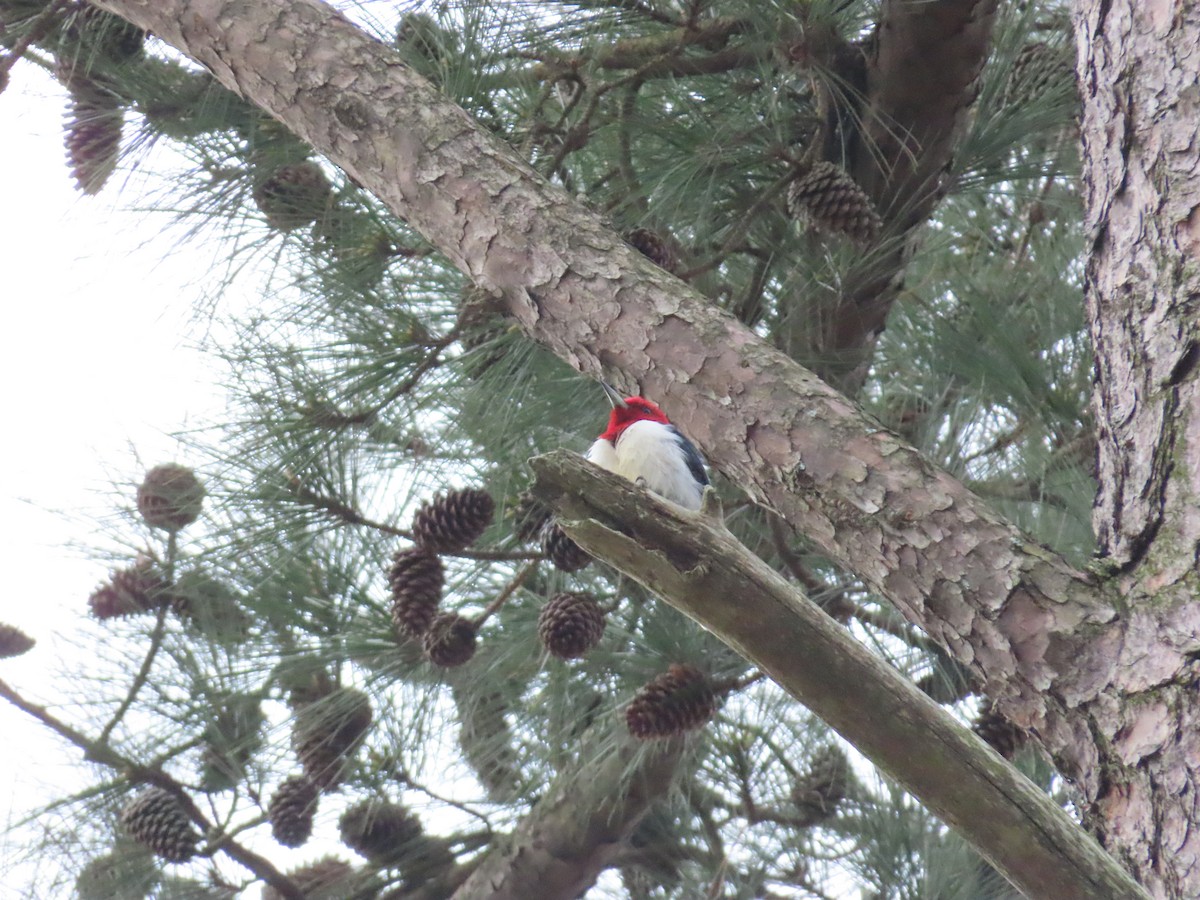 Red-headed Woodpecker - ML213184771